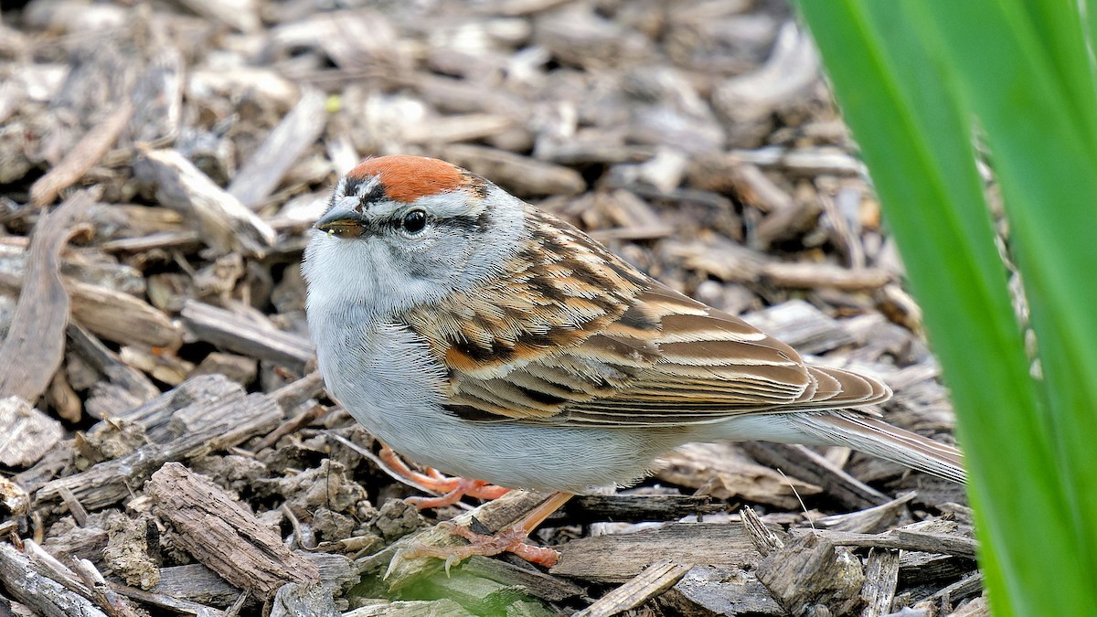 Chipping Sparrow - Craig Becker