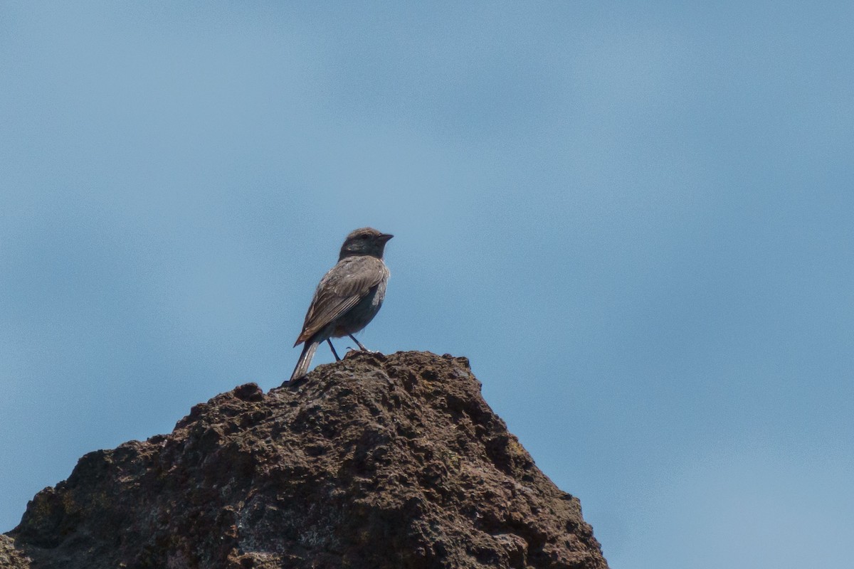 Plumbeous Sierra Finch - ML617731840