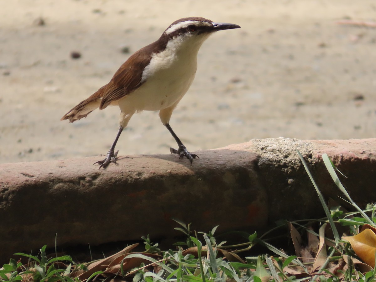 Bicolored Wren - Manuel Franco