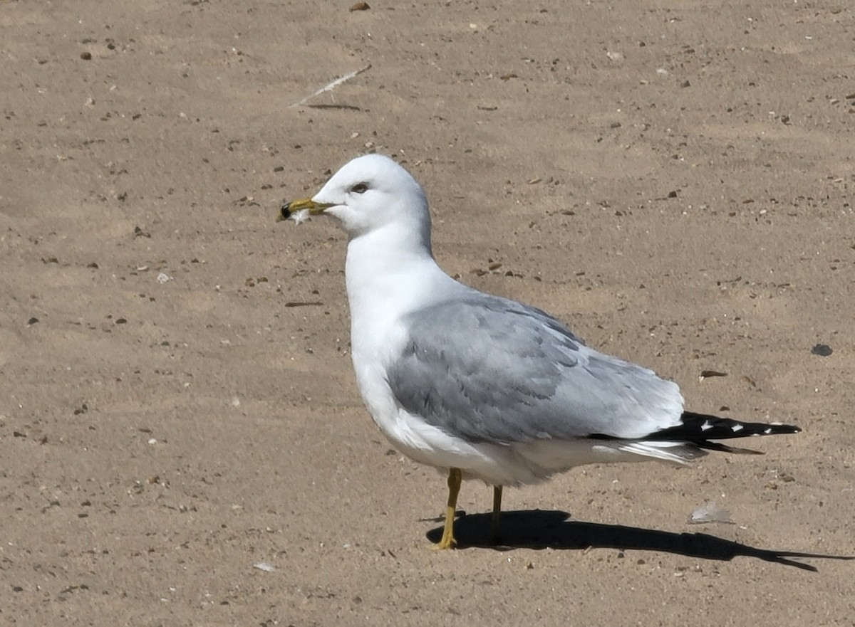 Ring-billed Gull - ML617731857