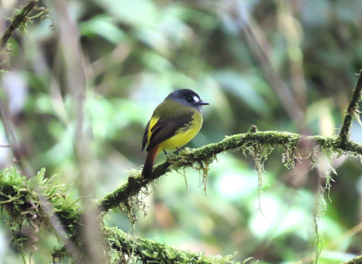 Ornate Flycatcher (Western) - tom aversa