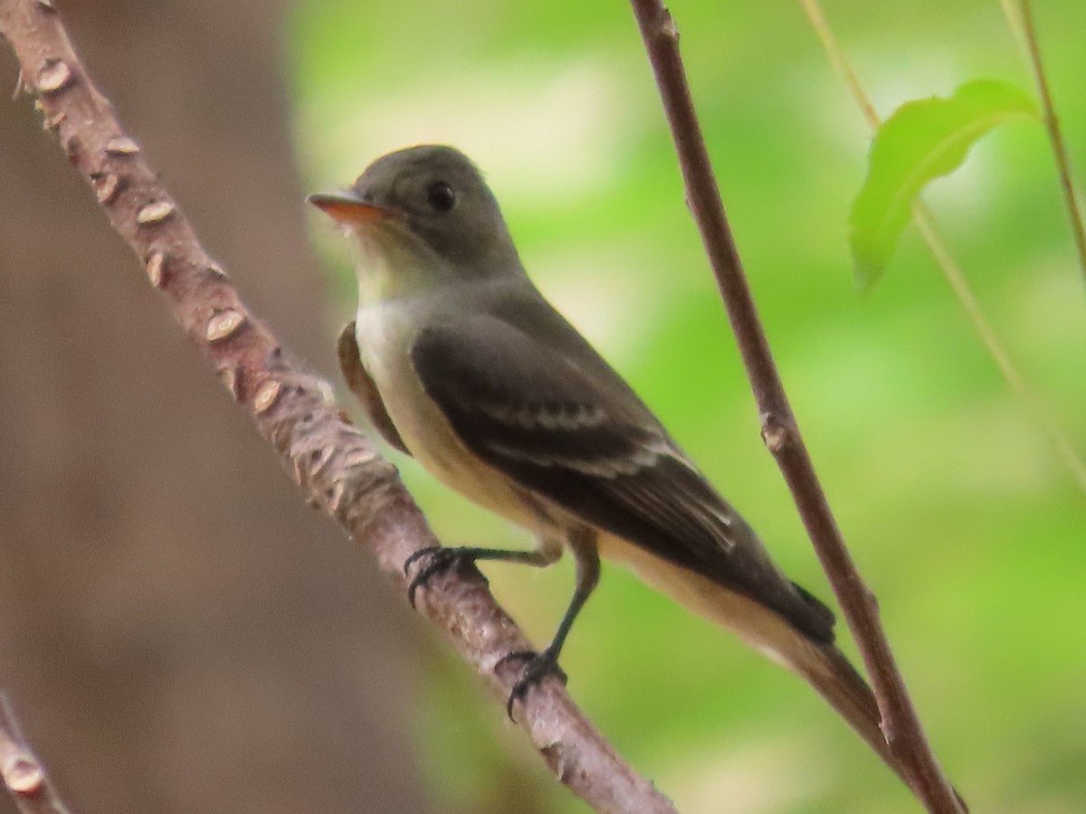 Eastern Wood-Pewee - Manuel Franco