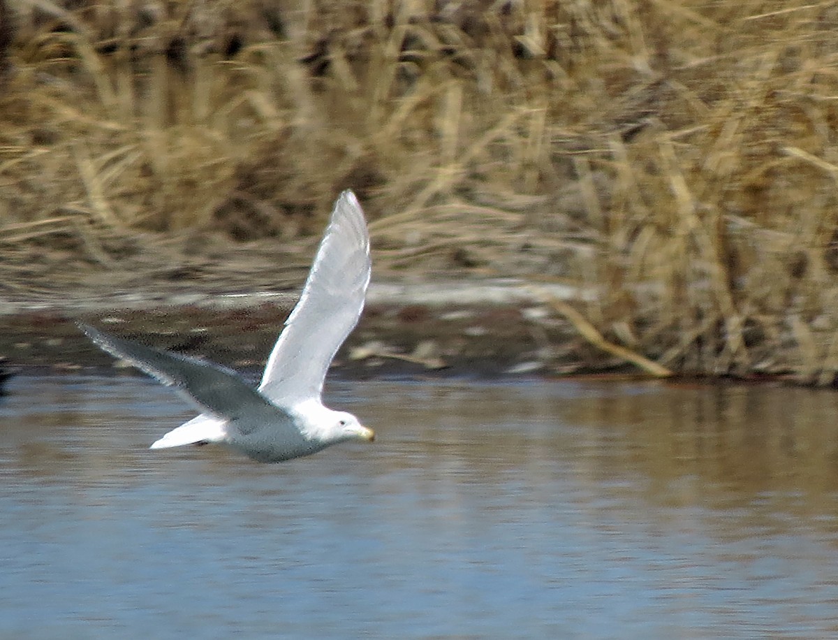 Gaviota de Bering - ML617731907