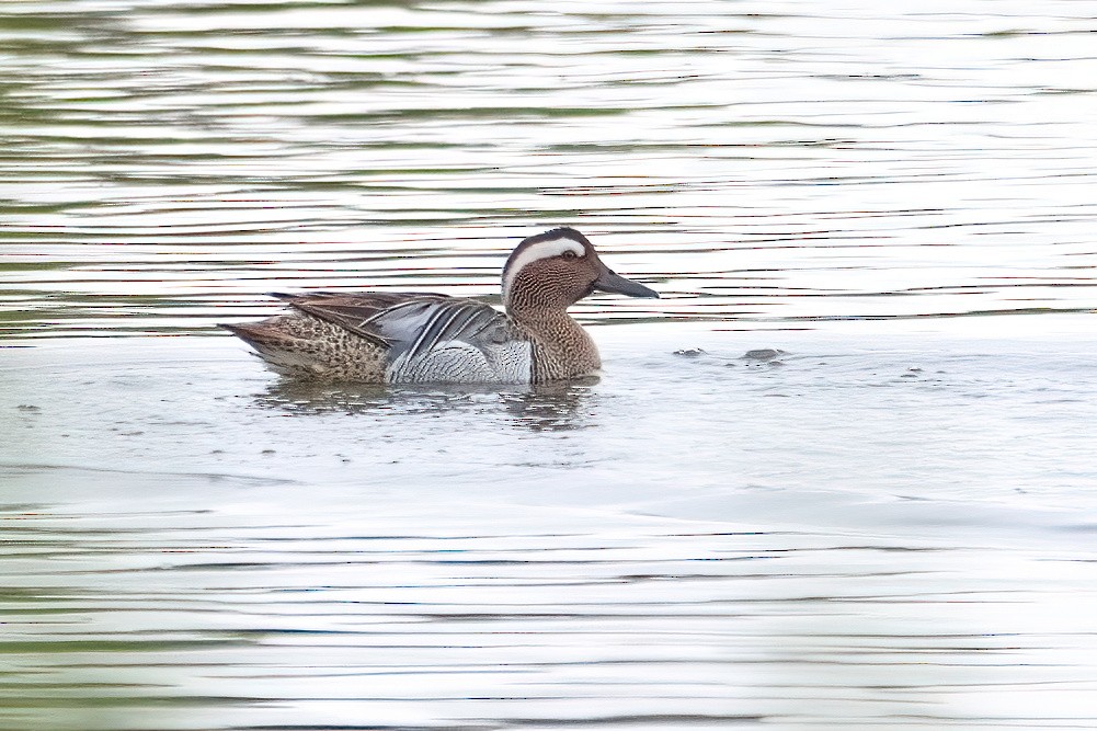 Garganey - A W