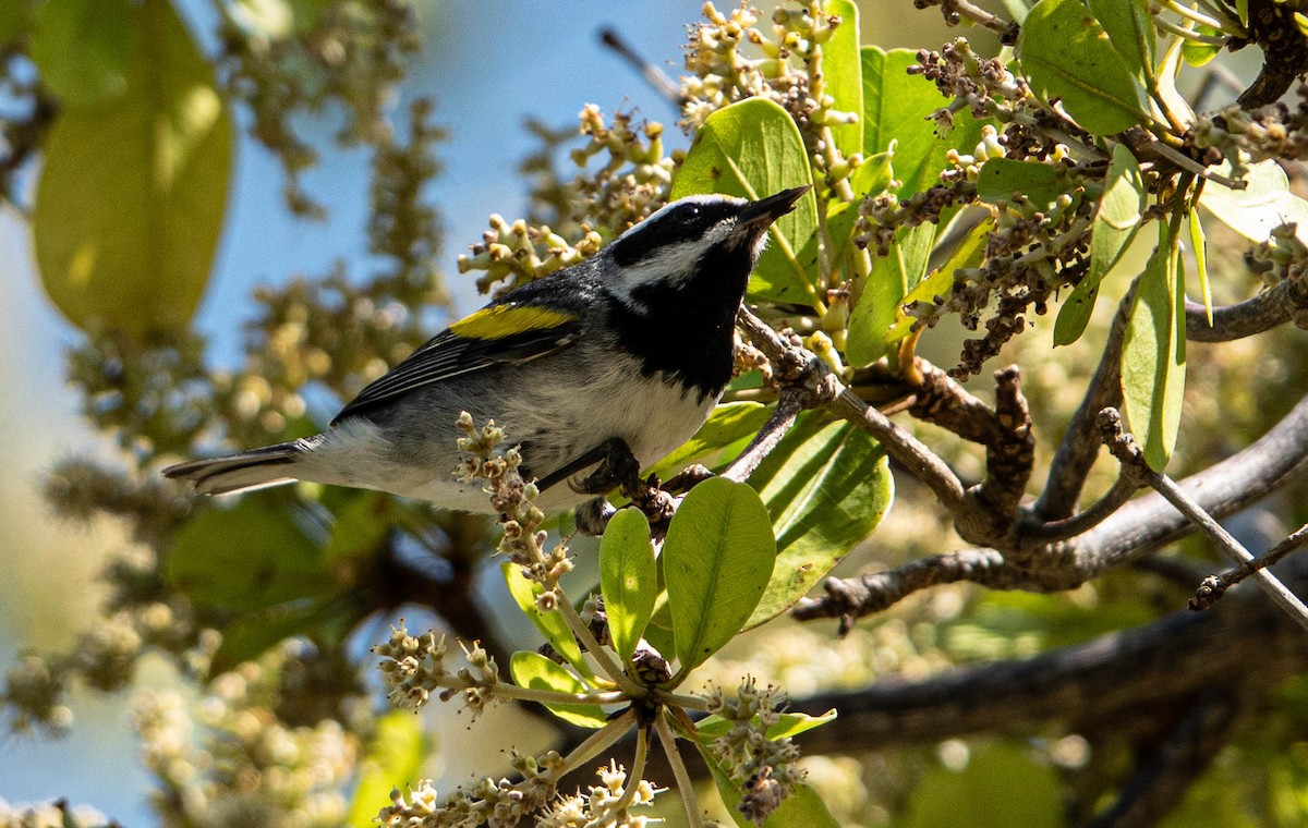 Golden-winged Warbler - Debbie Carr