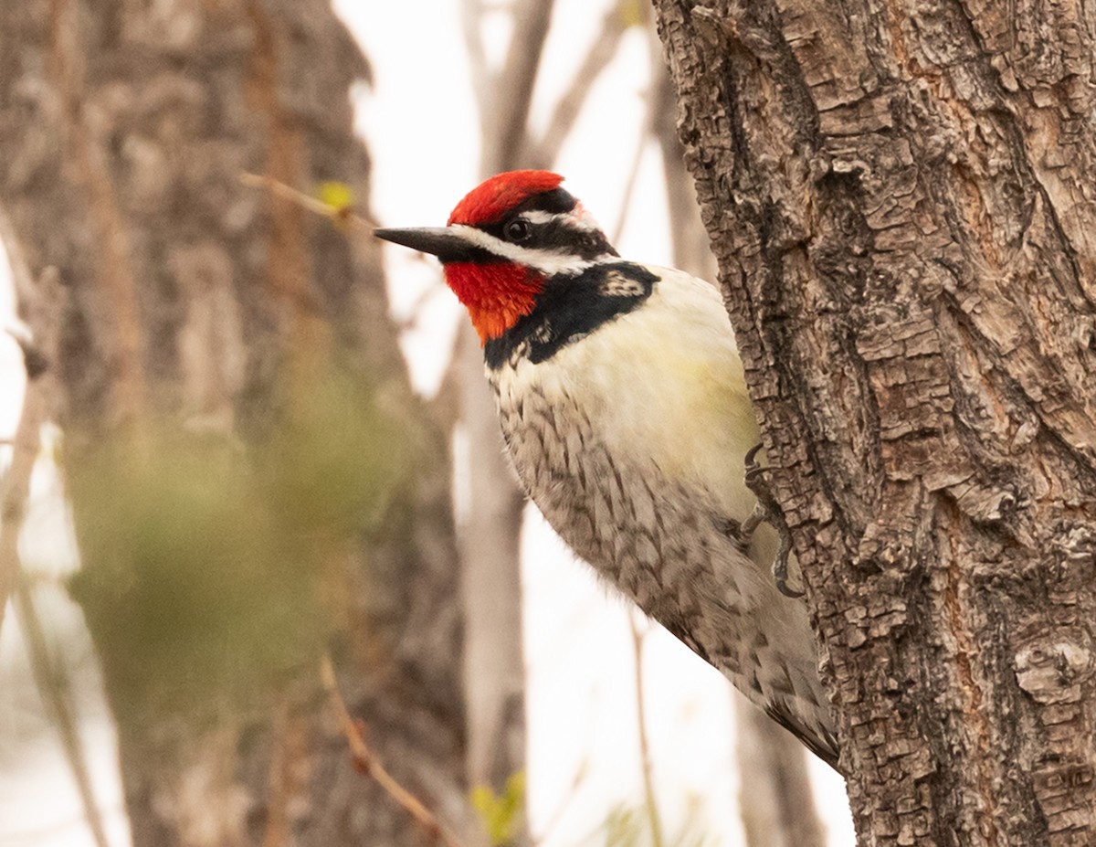 Red-naped Sapsucker - ML617731968