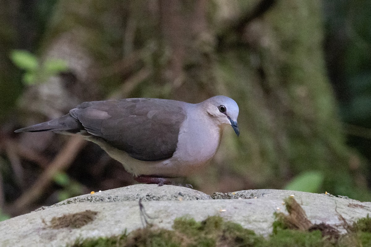 Gray-fronted Dove - Beatrix Pond