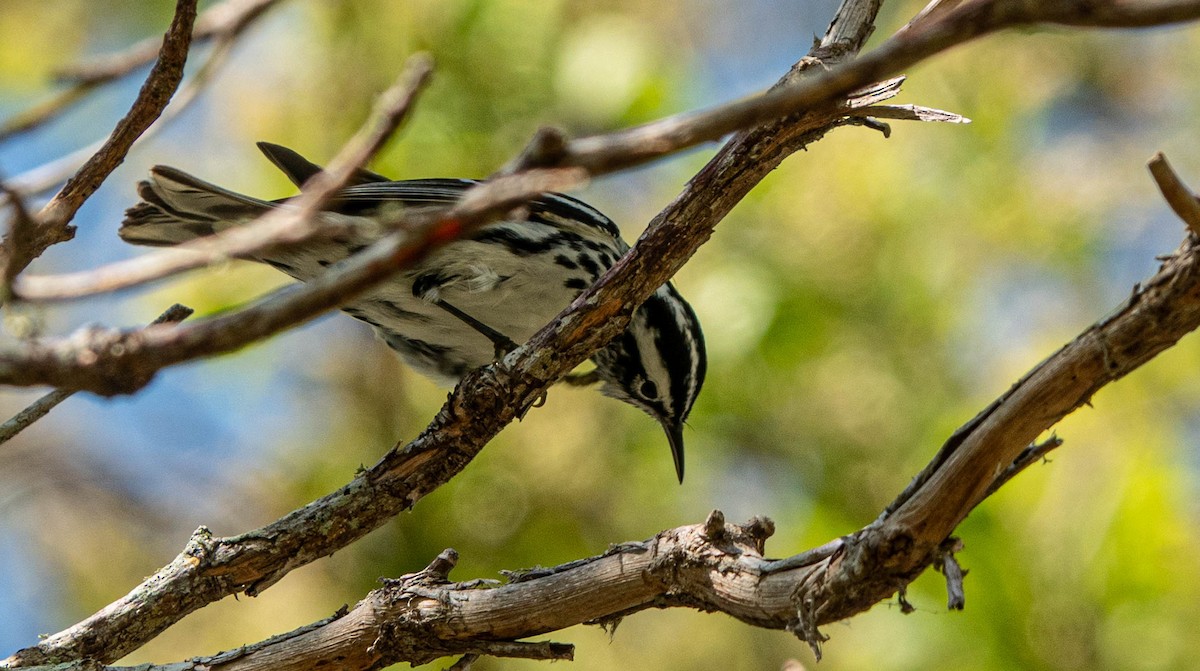 Black-and-white Warbler - ML617731988