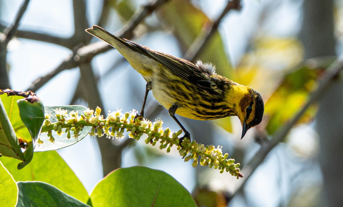 Cape May Warbler - ML617732032