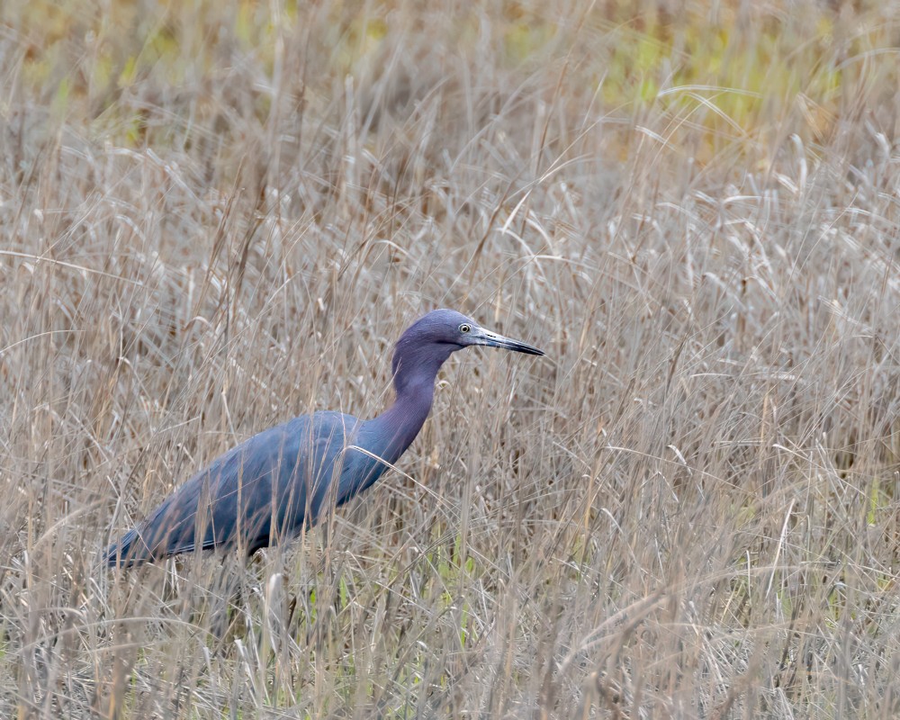 Little Blue Heron - Robert Viveiros