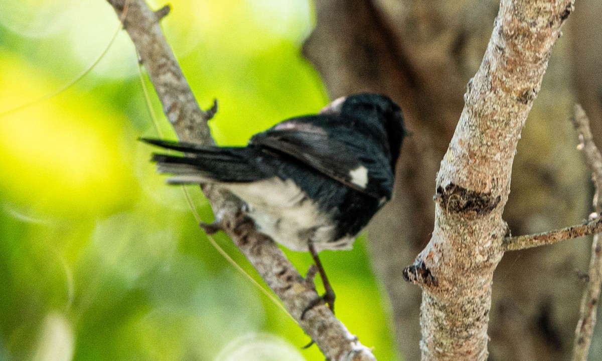 Black-throated Blue Warbler - ML617732107