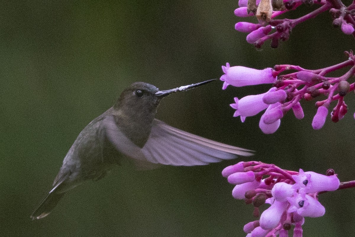 Green-fronted Lancebill - Beatrix Pond