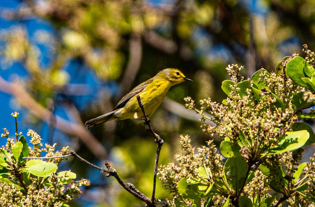 Prairie Warbler - ML617732164