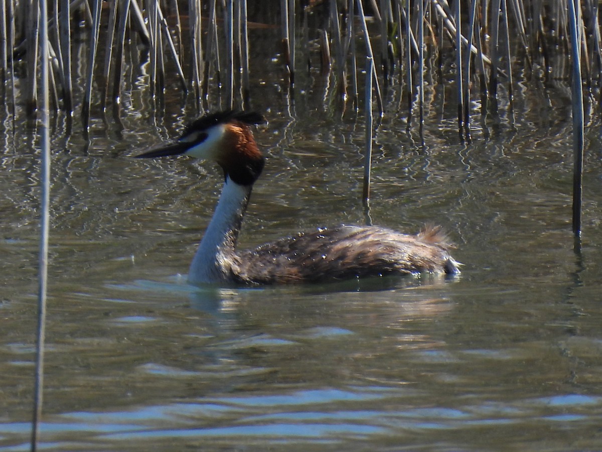 Great Crested Grebe - Miguel Ángel  Pardo Baeza