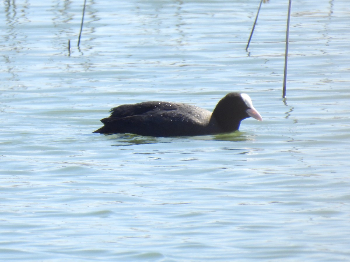 Eurasian Coot - Miguel Ángel  Pardo Baeza