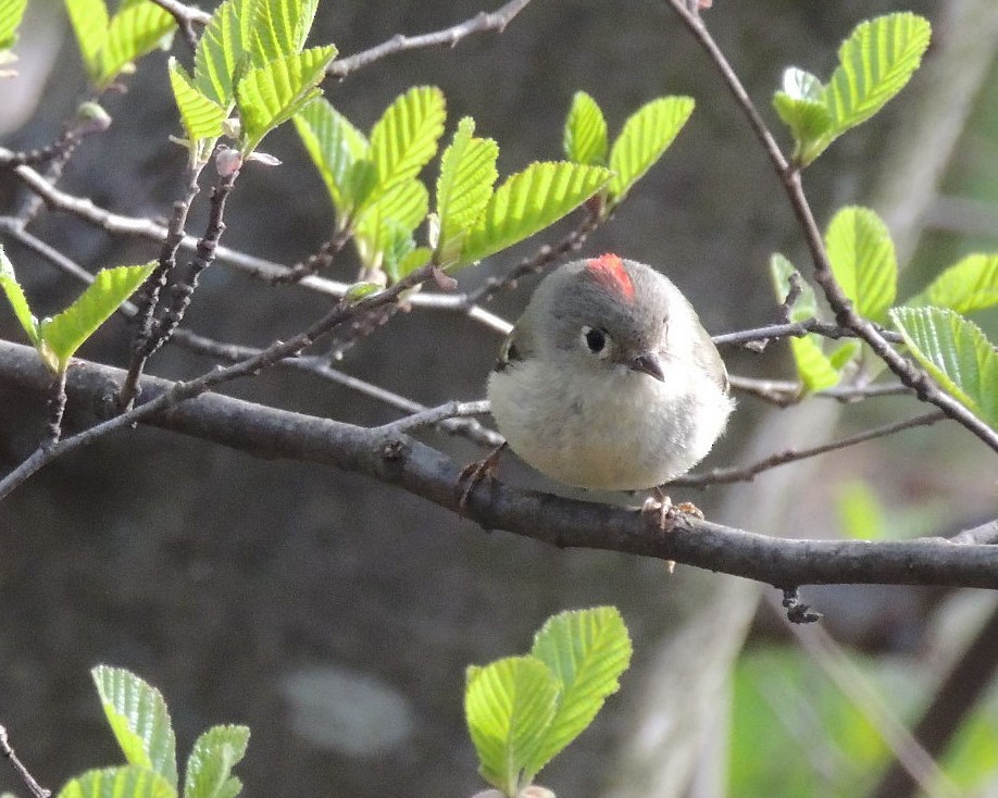 Ruby-crowned Kinglet - ML617732184