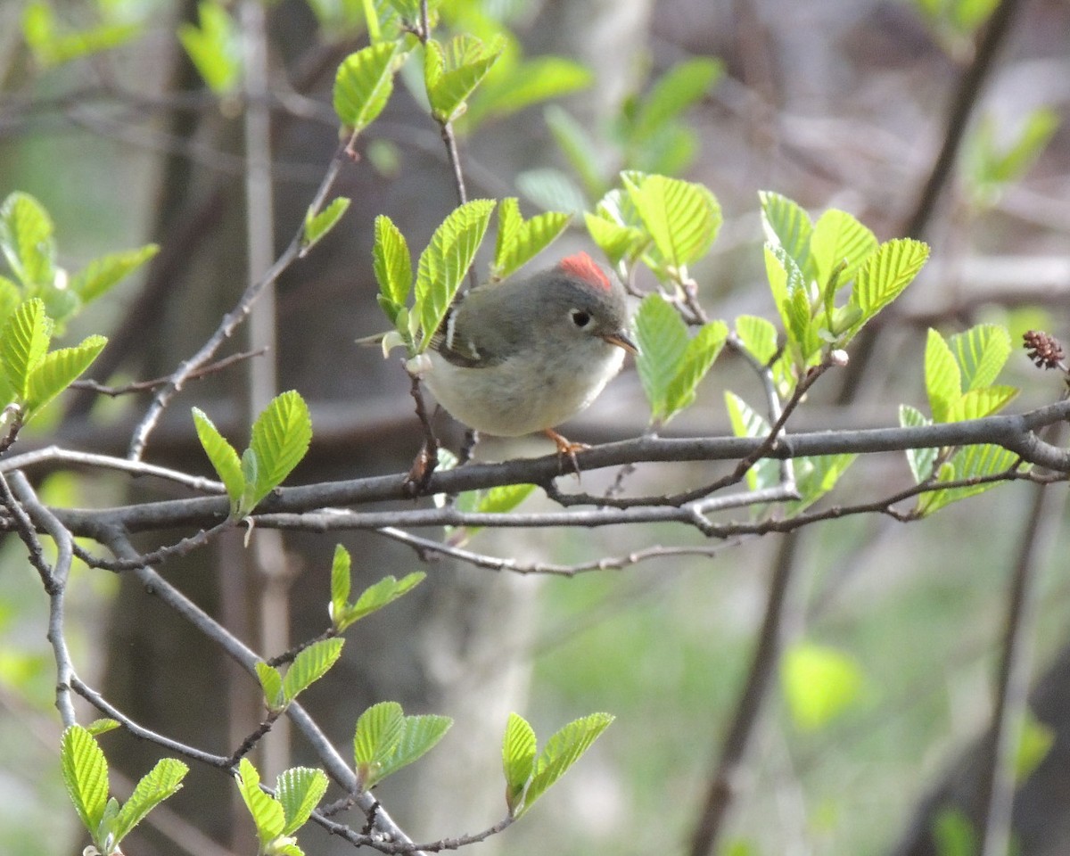 Ruby-crowned Kinglet - ML617732185