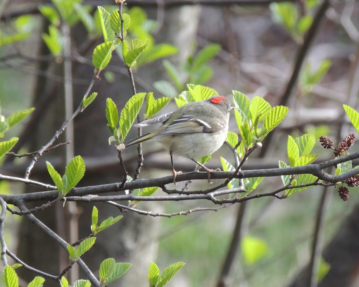 Roitelet à couronne rubis - ML617732186