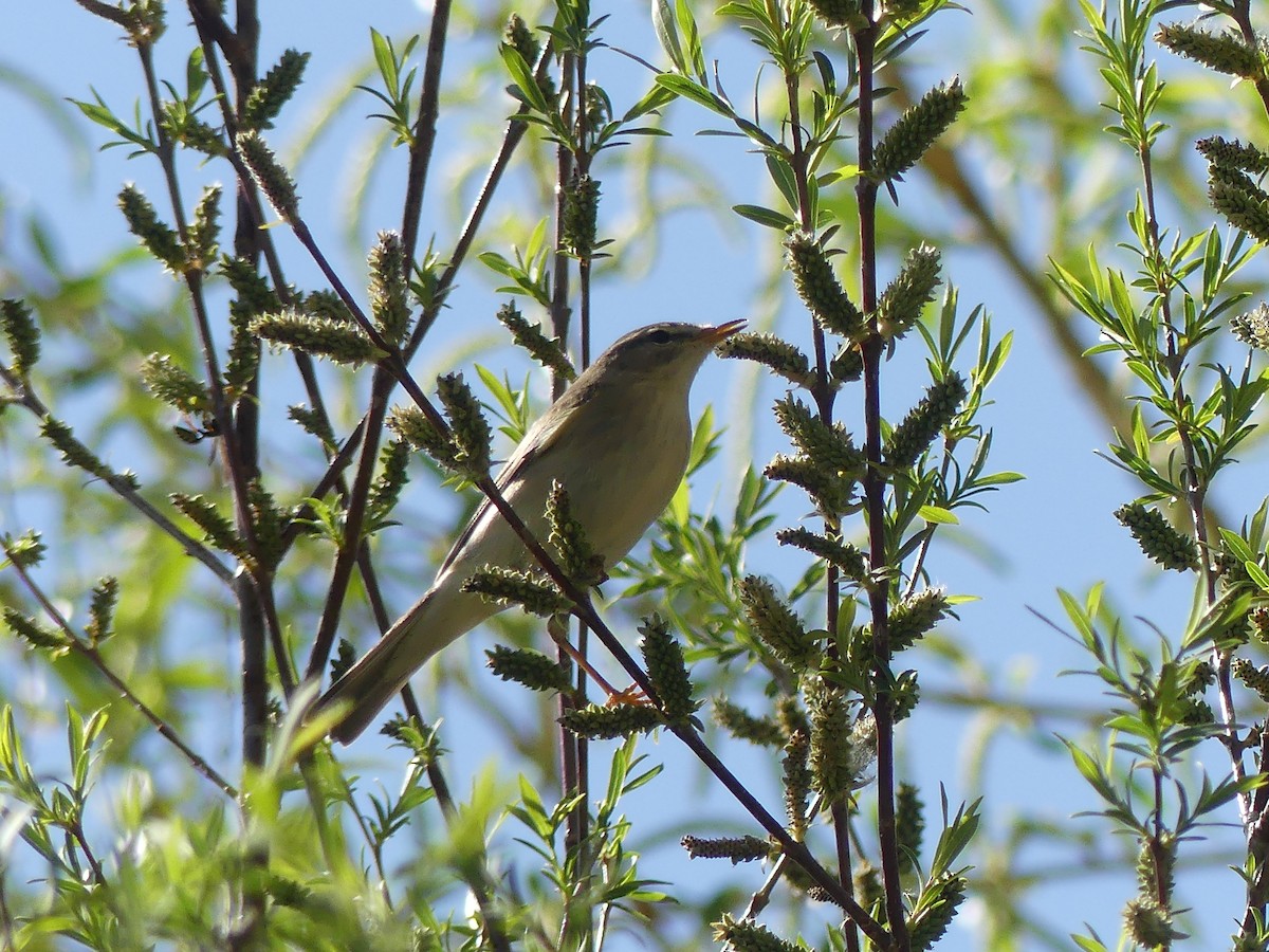 Western Bonelli's Warbler - ML617732209