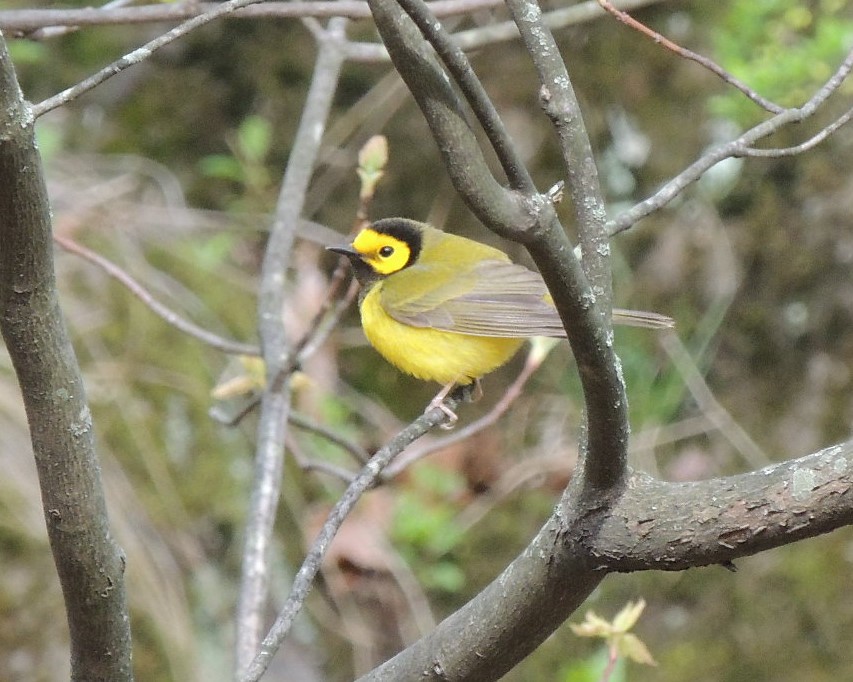Hooded Warbler - ML617732224