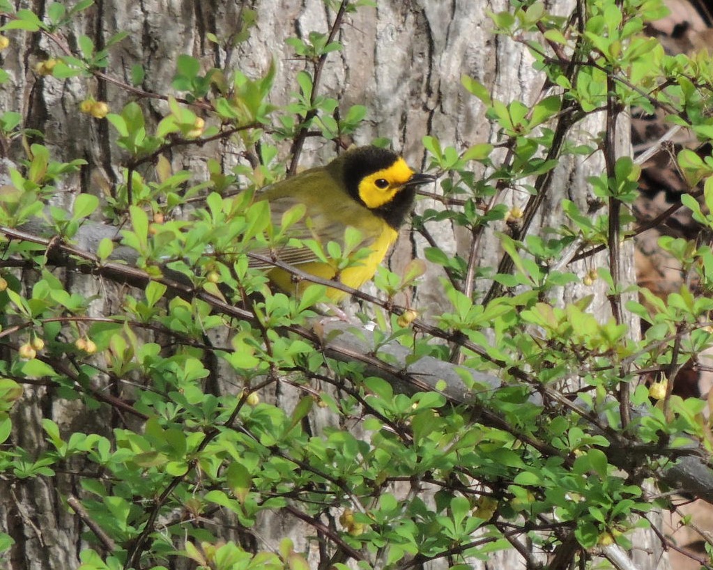 Hooded Warbler - ML617732226