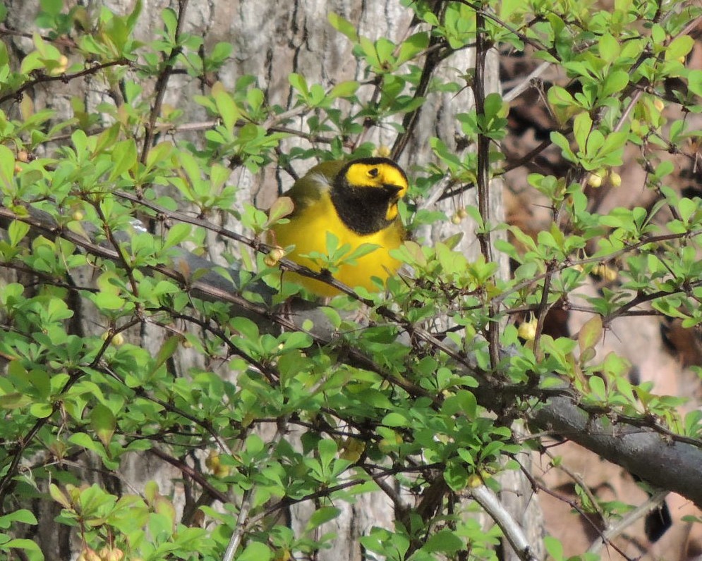 Hooded Warbler - ML617732227