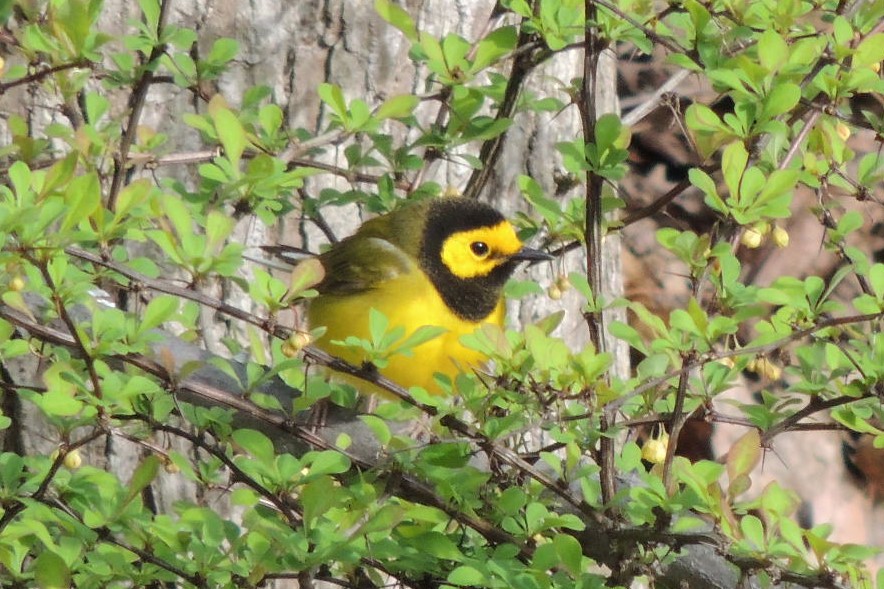 Hooded Warbler - ML617732228