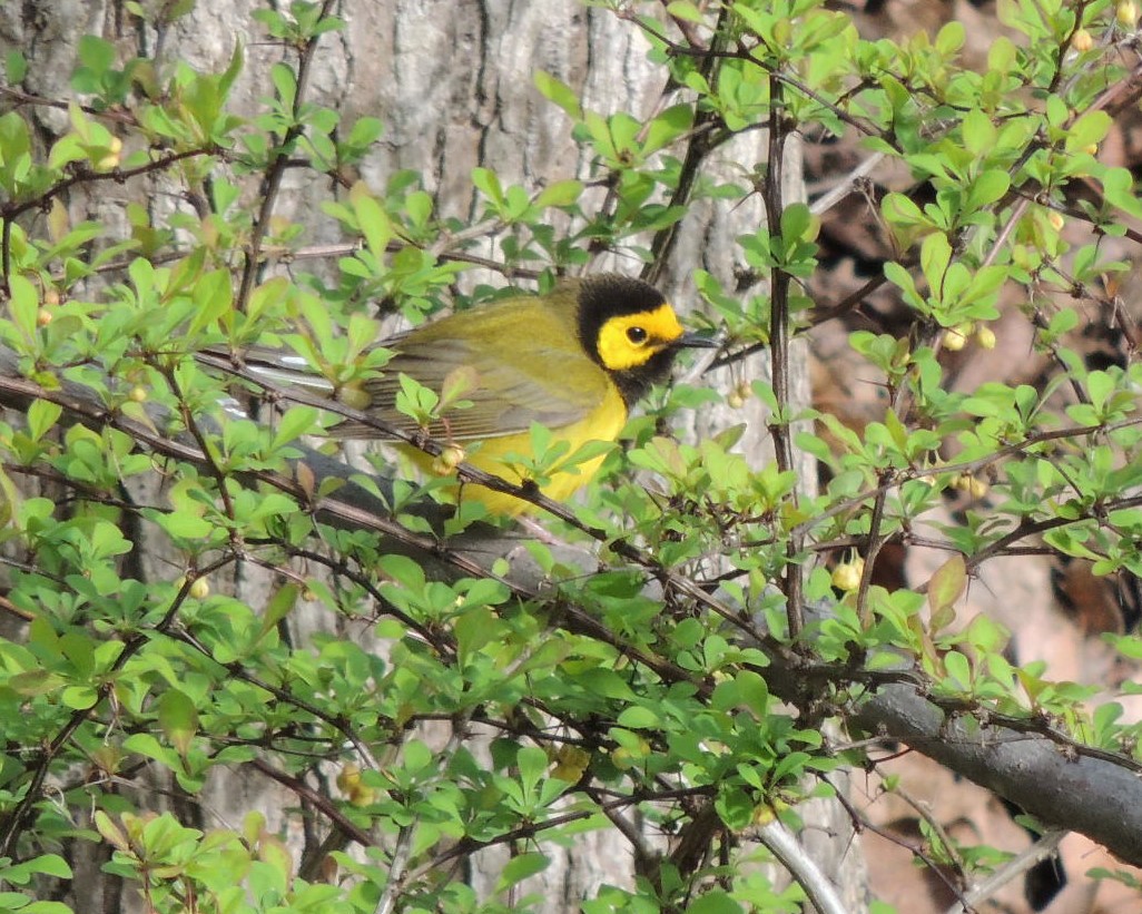 Hooded Warbler - ML617732229