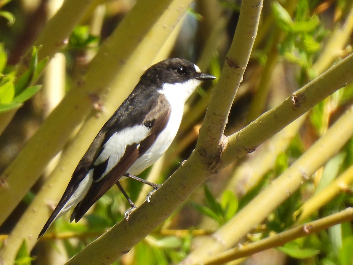 European Pied Flycatcher - Miguel Ángel  Pardo Baeza