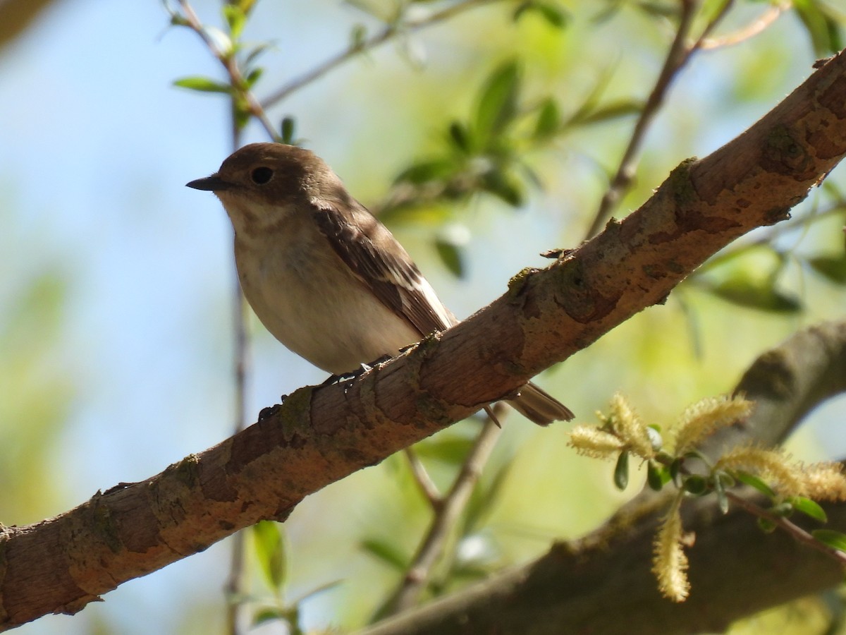 European Pied Flycatcher - ML617732249