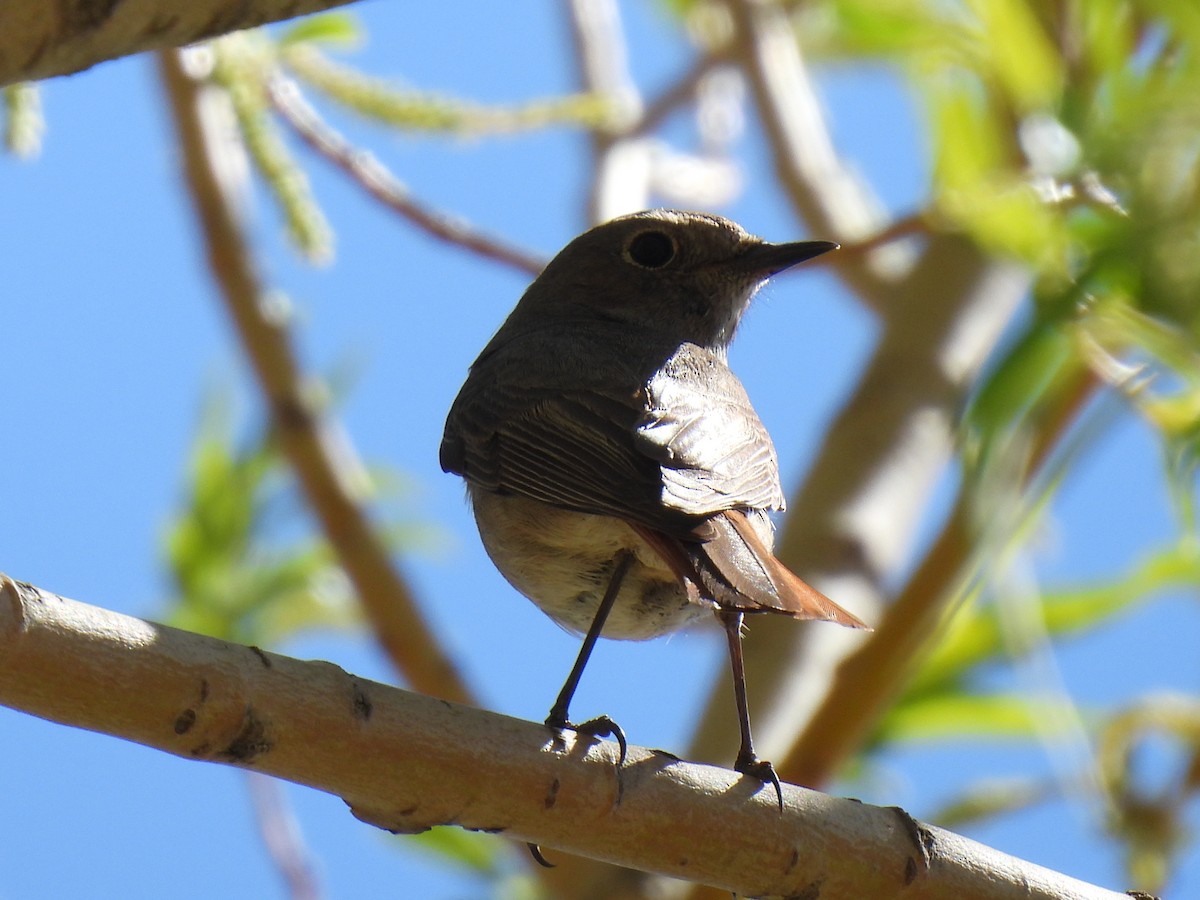 Black Redstart - Miguel Ángel  Pardo Baeza