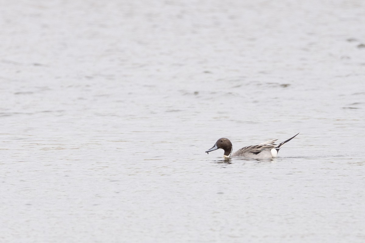 Northern Pintail - ML617732305