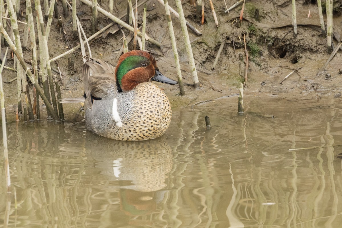 Green-winged Teal - ML617732361