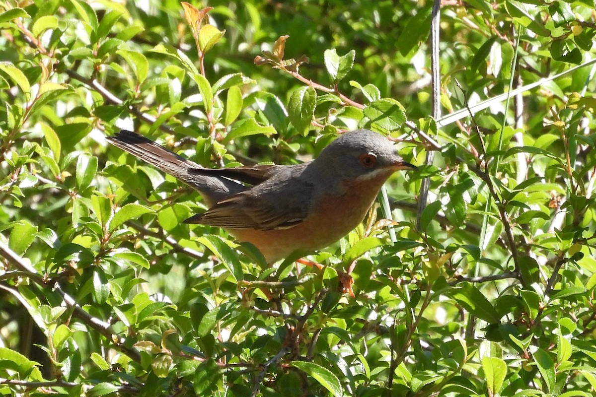 Western Subalpine Warbler - ML617732441