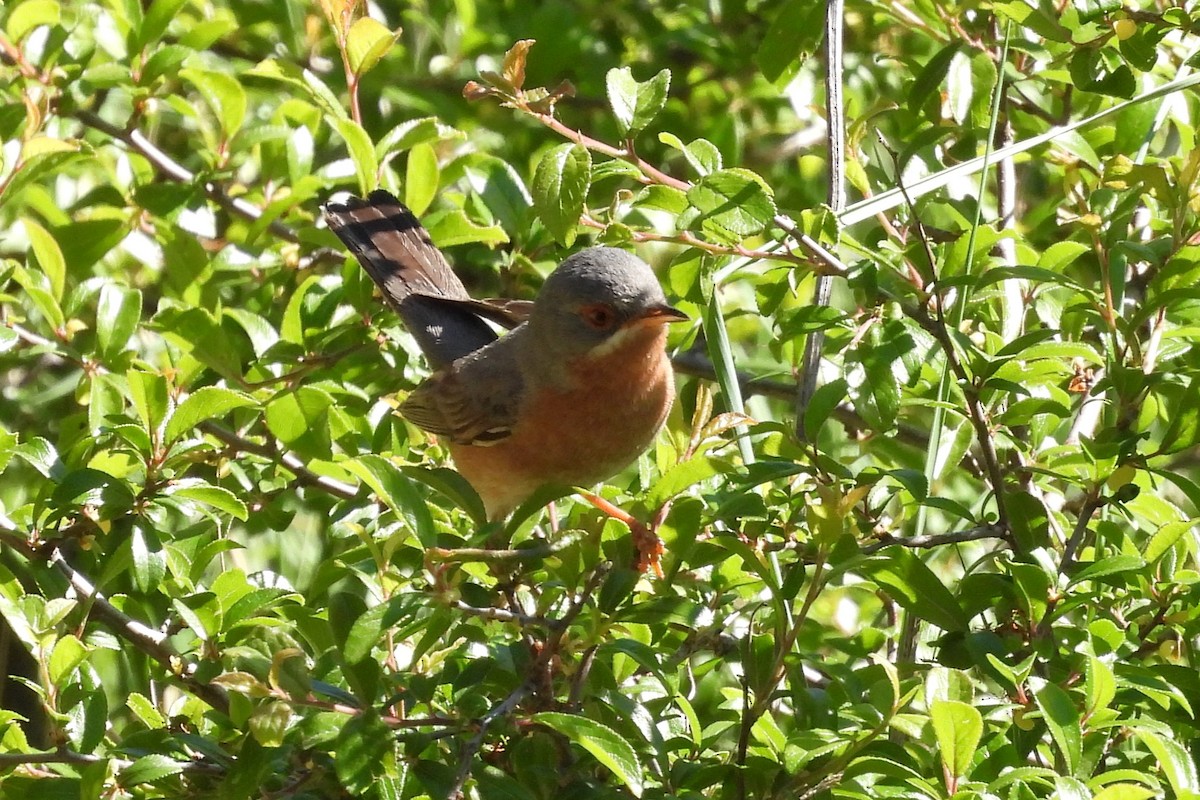 Western Subalpine Warbler - ML617732442