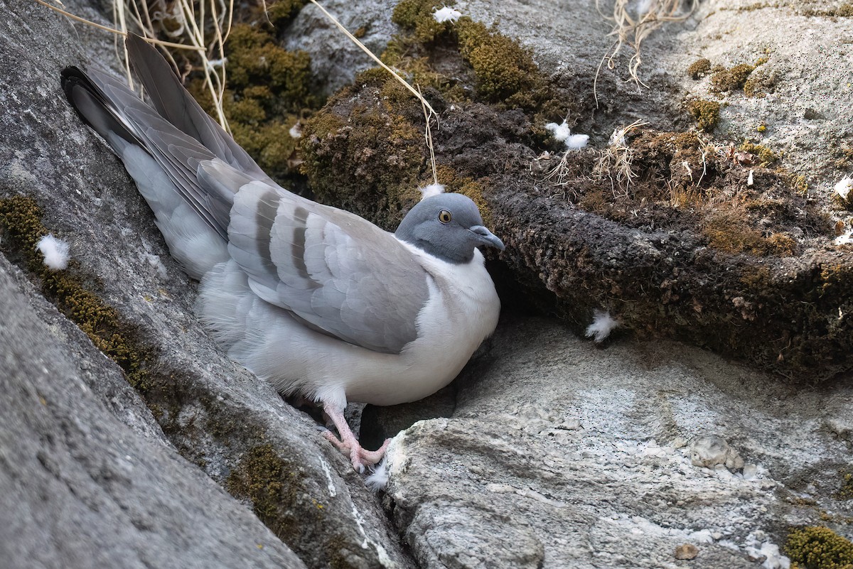 Snow Pigeon - ML617732500