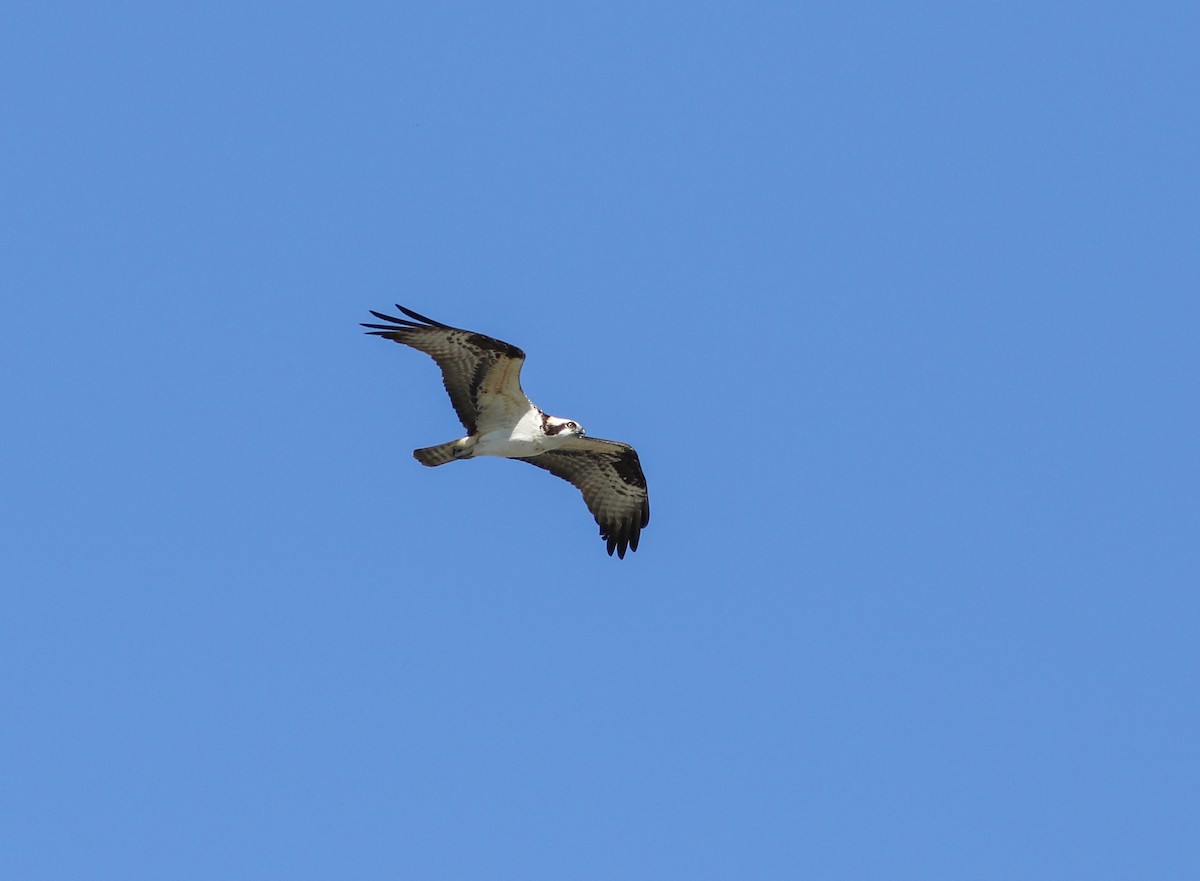 Balbuzard pêcheur - ML617732501