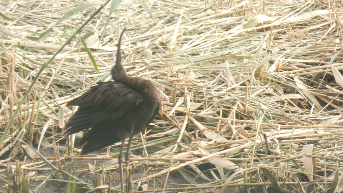 Glossy Ibis - ML617732503