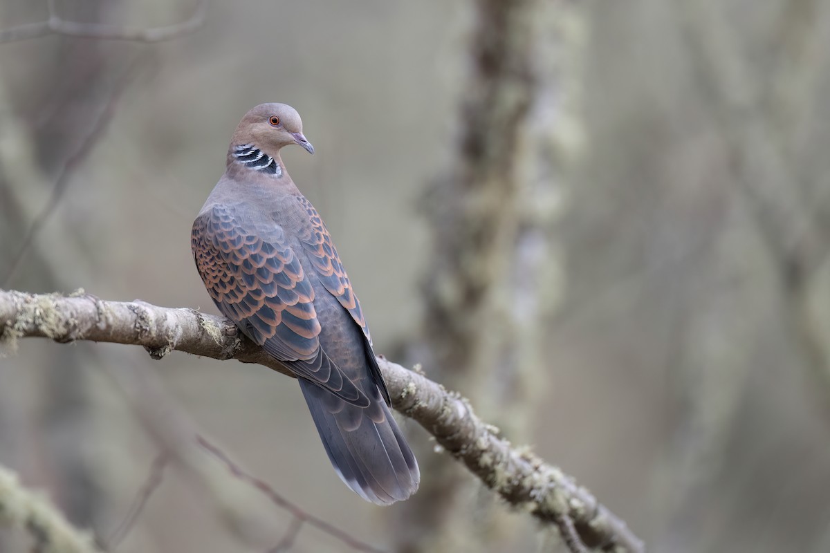 Oriental Turtle-Dove - ML617732504