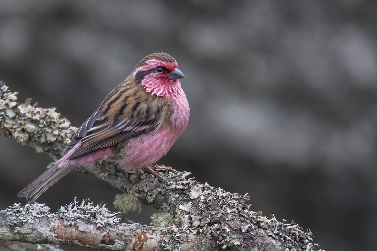 Himalayan White-browed Rosefinch - ML617732533