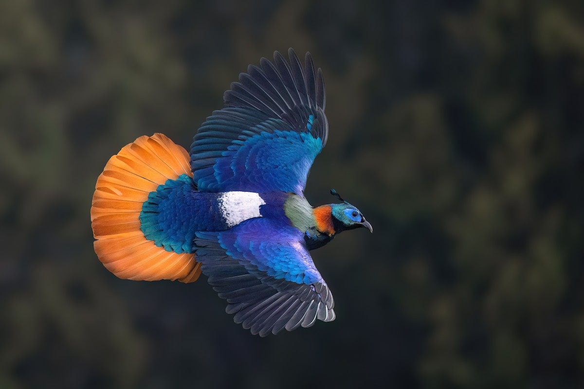 Himalayan Monal - ML617732567