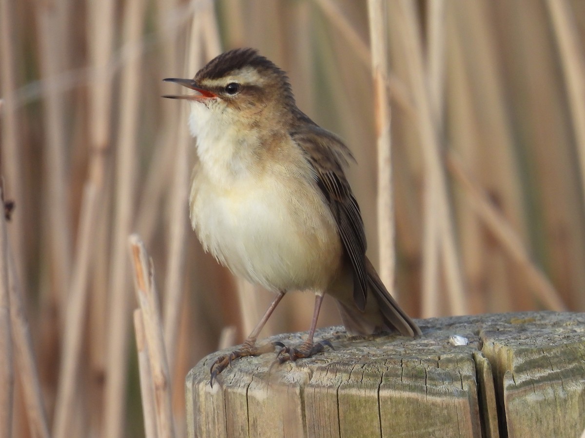 Sedge Warbler - Simon Bradfield