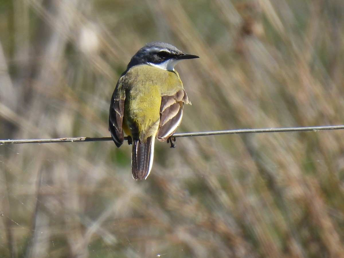 Western Yellow Wagtail (cinereocapilla) - ML617732602