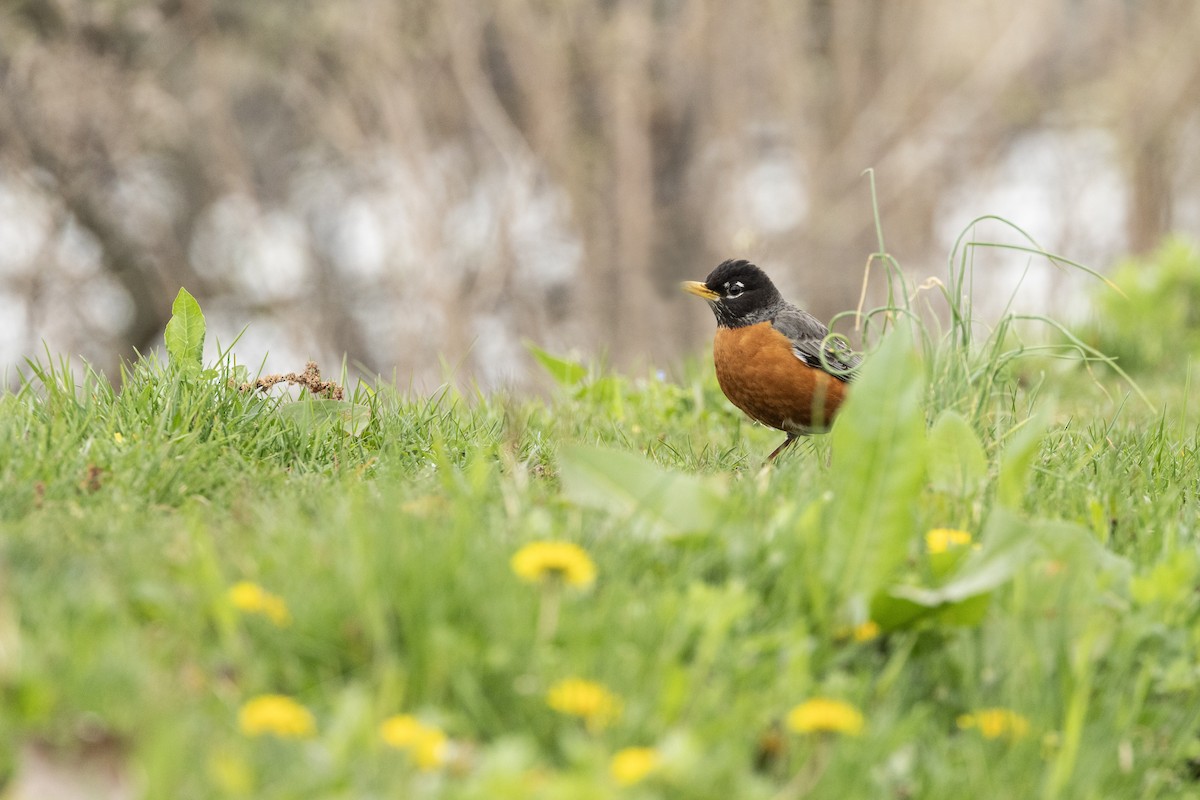 American Robin - ML617732607