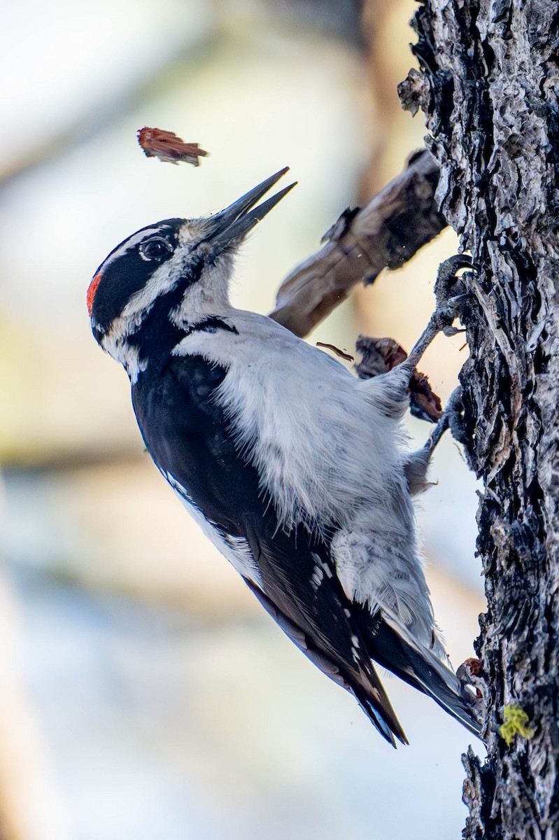 Hairy Woodpecker - ML617732671