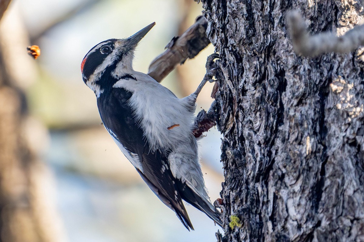 Hairy Woodpecker - ML617732679