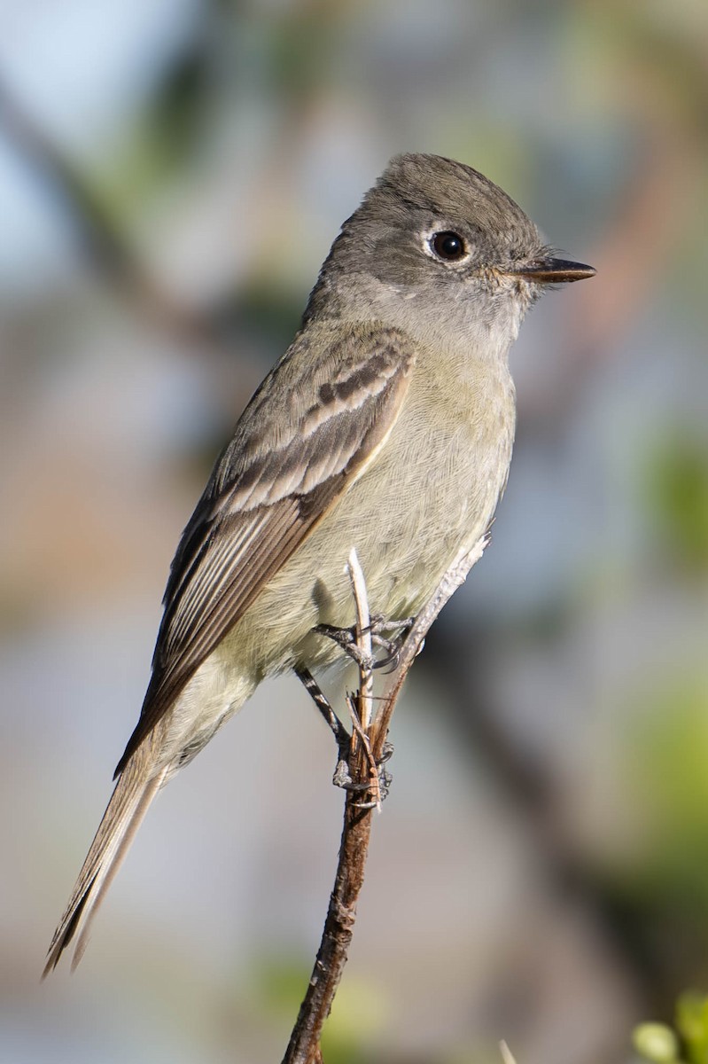 Hammond's Flycatcher - ML617732690