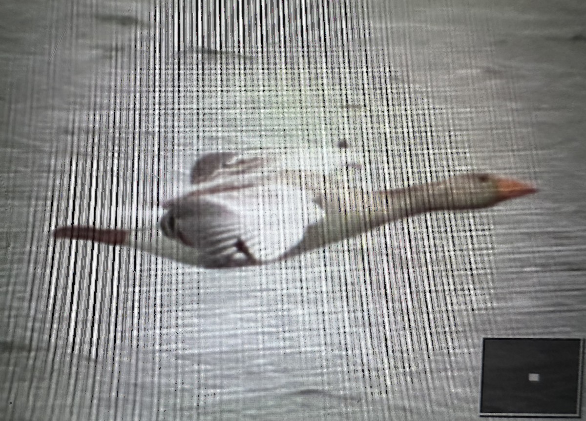 Graylag Goose (European) - John Kvarnback