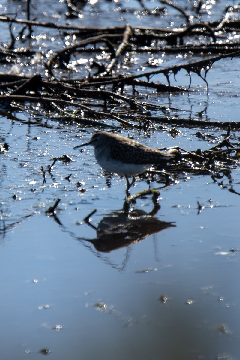 Wood Sandpiper - Andy&Meg Crawford