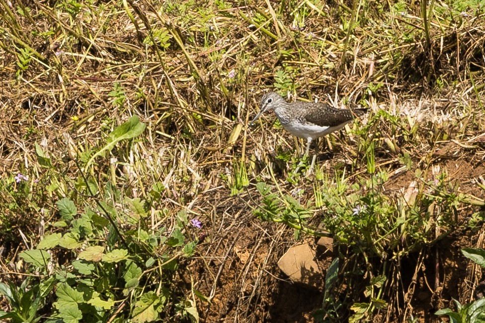 Green Sandpiper - ML617732732